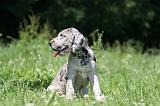 DOGUE ALLEMAND 408